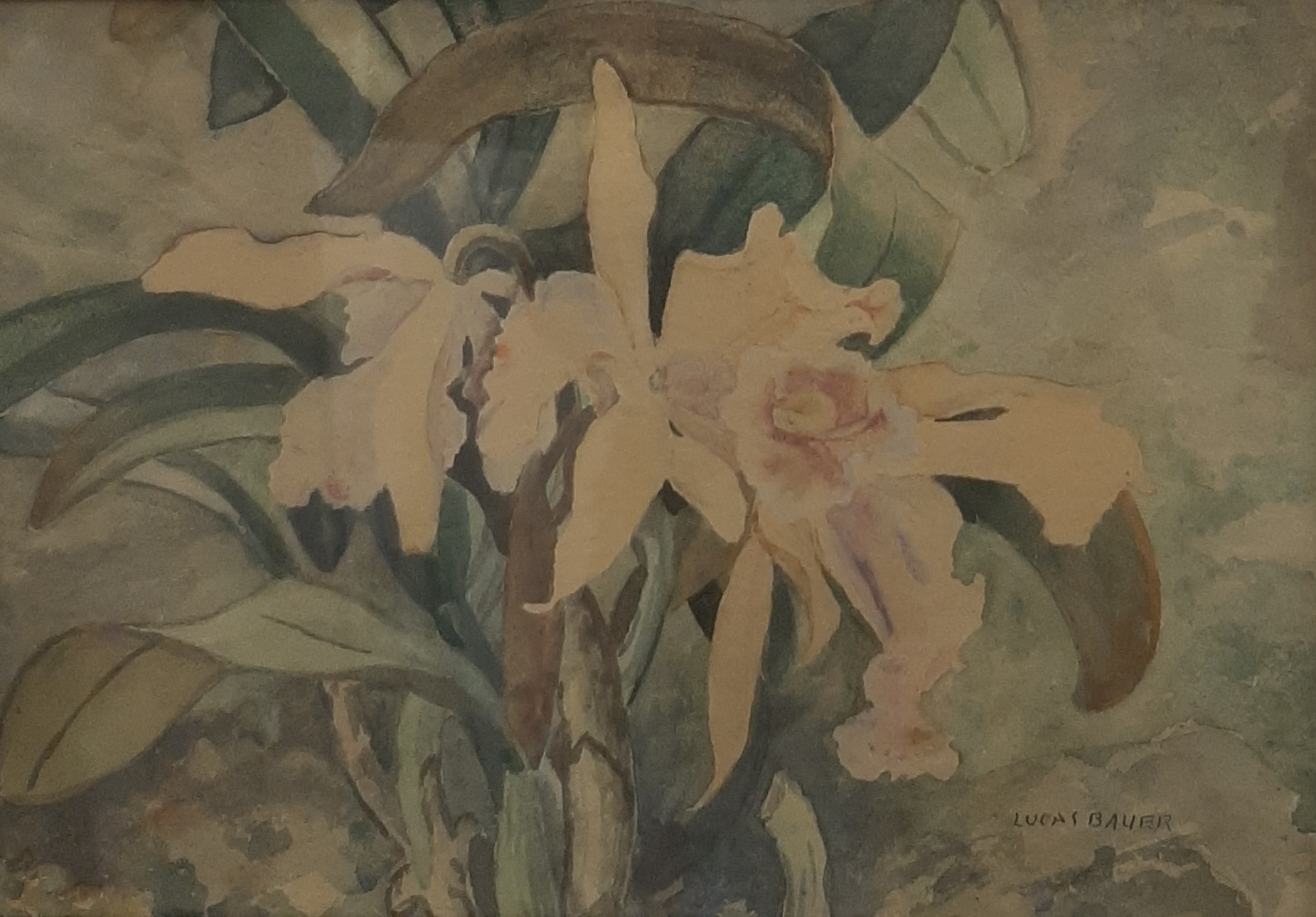 Bauer, Lucas – Rose orchideeën