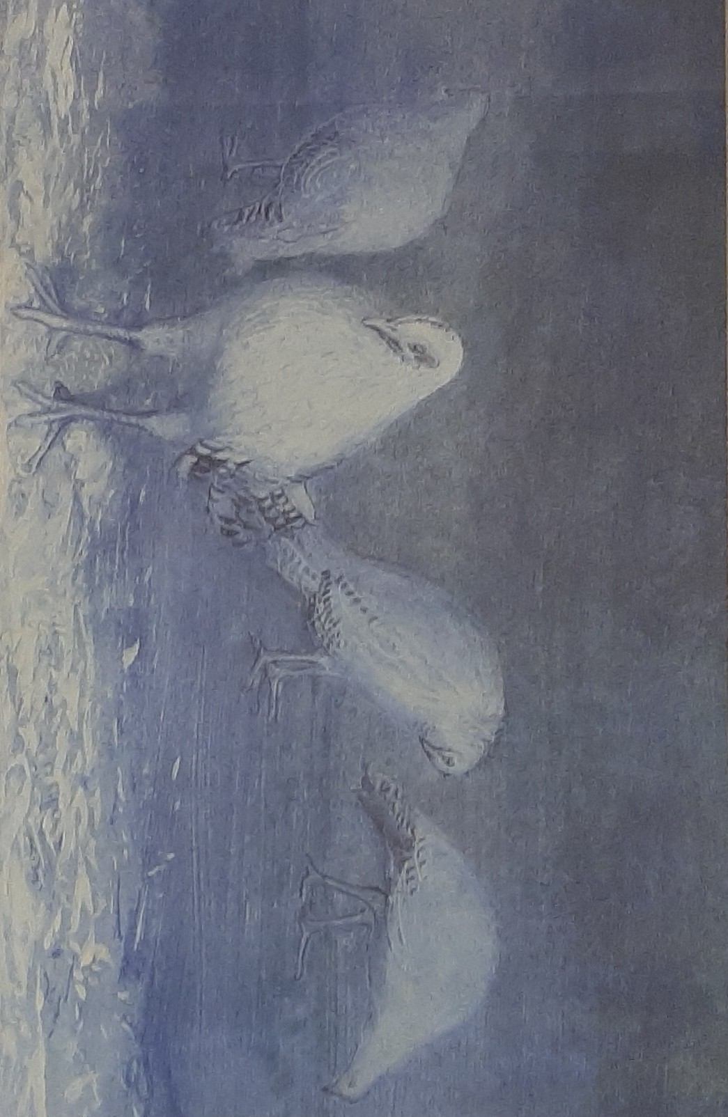 Esveld van, Adriaan – Jonge hennen