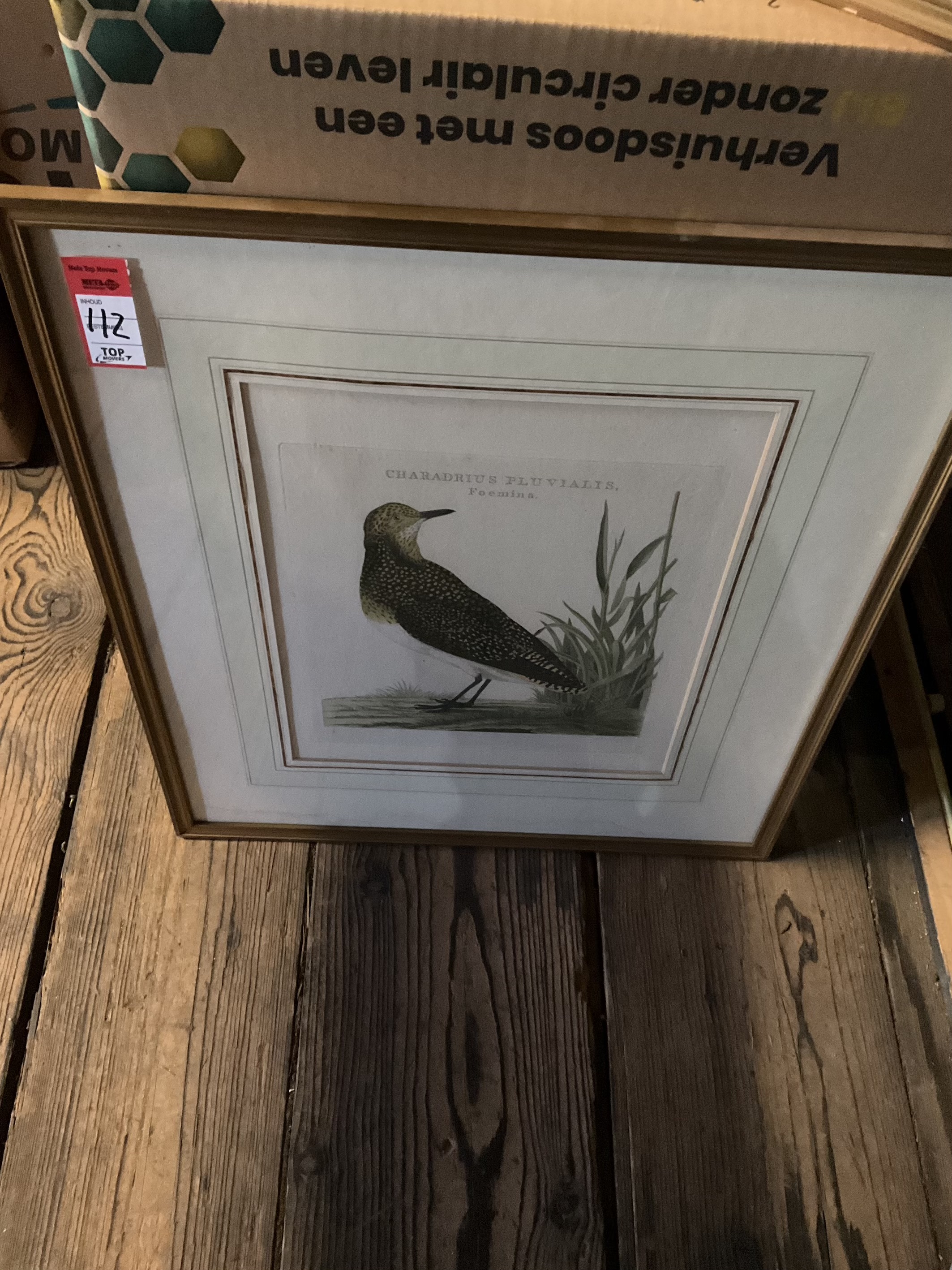 Sepp & Nozeman (18e eeuw) – Goudplevier (Charadrius Pluvialis Foemina) uit ‘Nederlandsche Vogelen (6-2000-150)