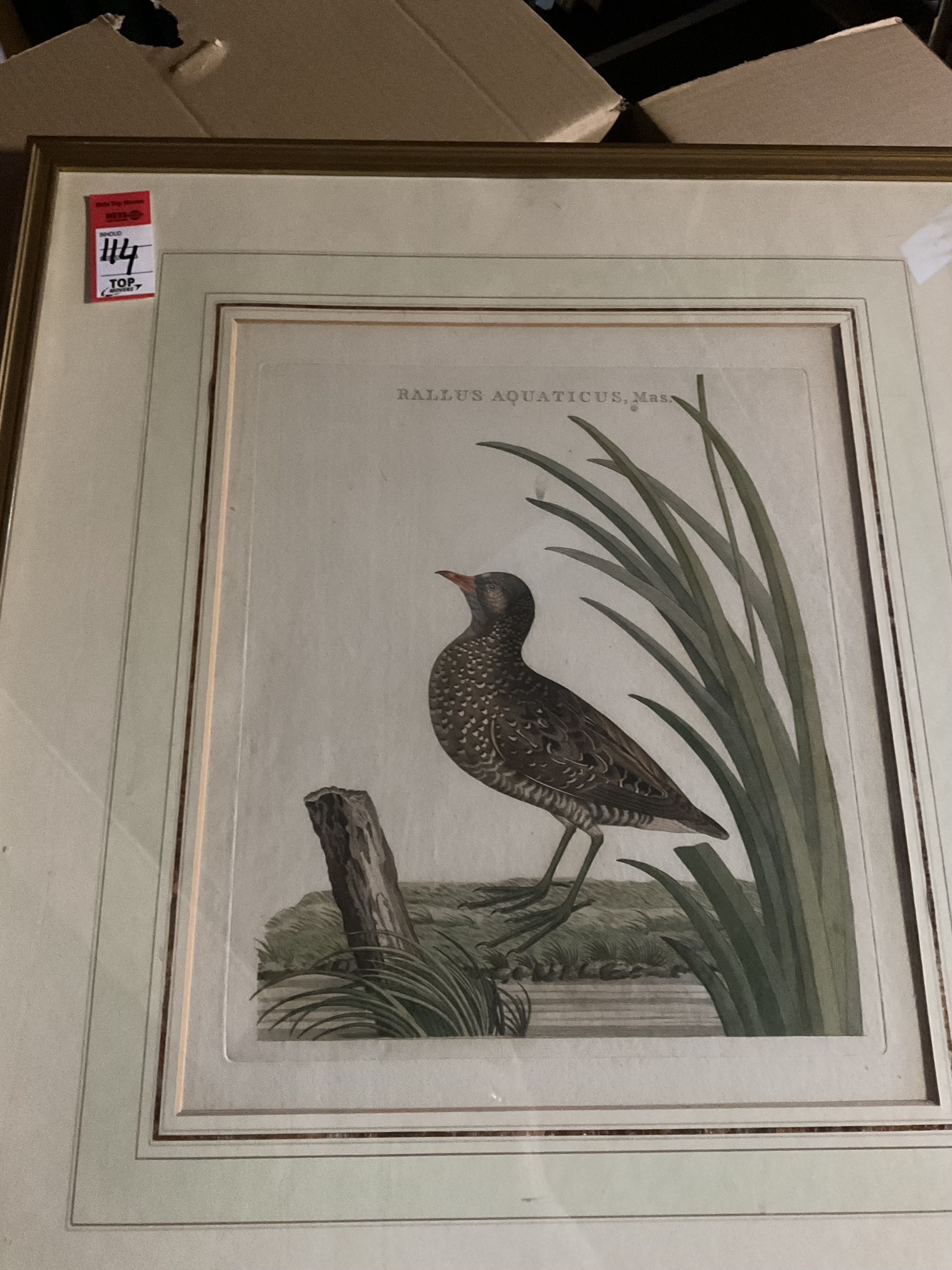 Sepp & Nozeman (18e eeuw) – Waterral (Rallus Aquaticus, Mas) uit ‘Nederlandsche Vogelen (6-2000-149)