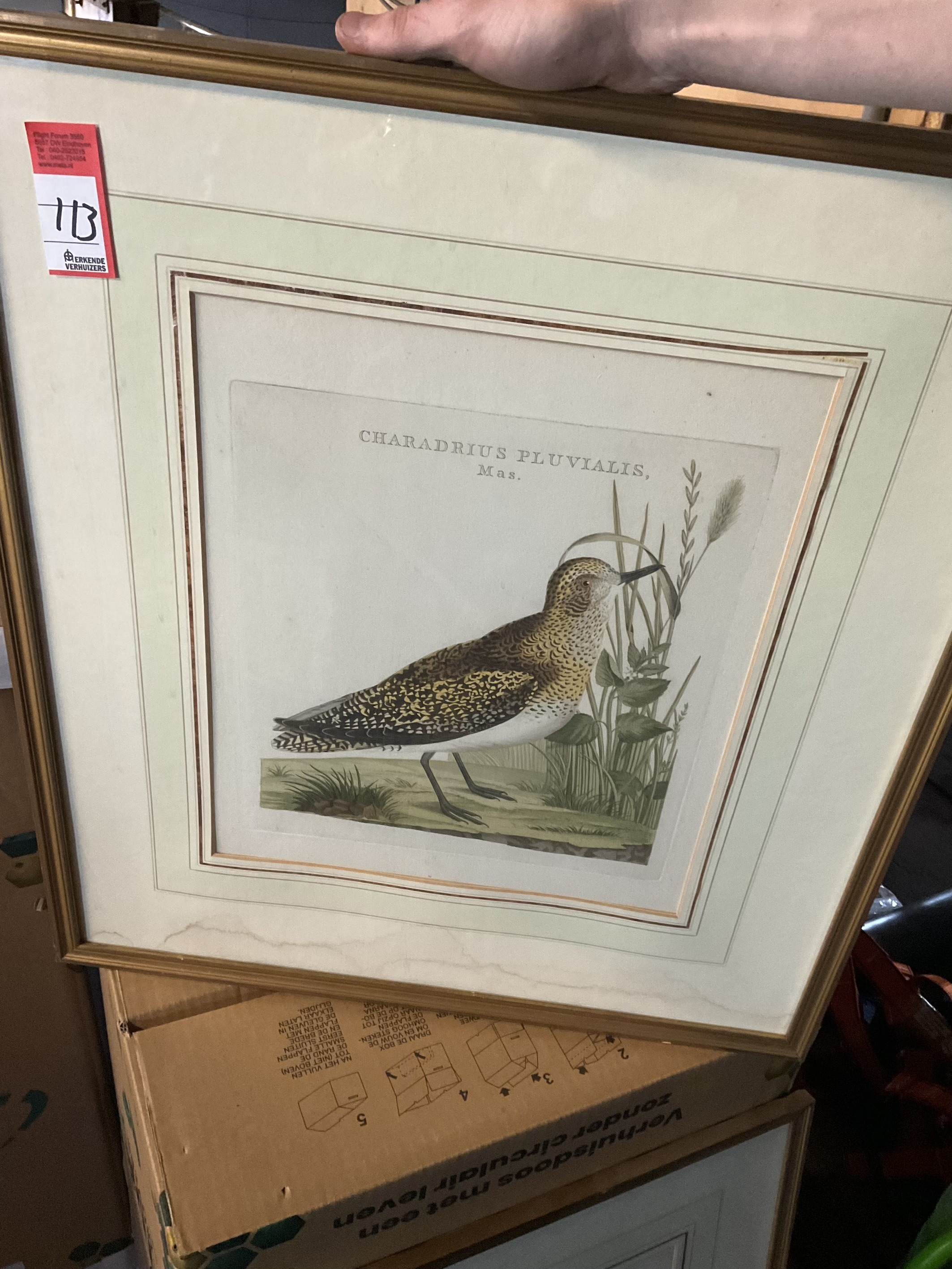 Sepp & Nozeman (18e eeuw) – Goudplevier (Charadrius Pluvialis Mas) uit ‘Nederlandsche Vogelen (6-2000-152)