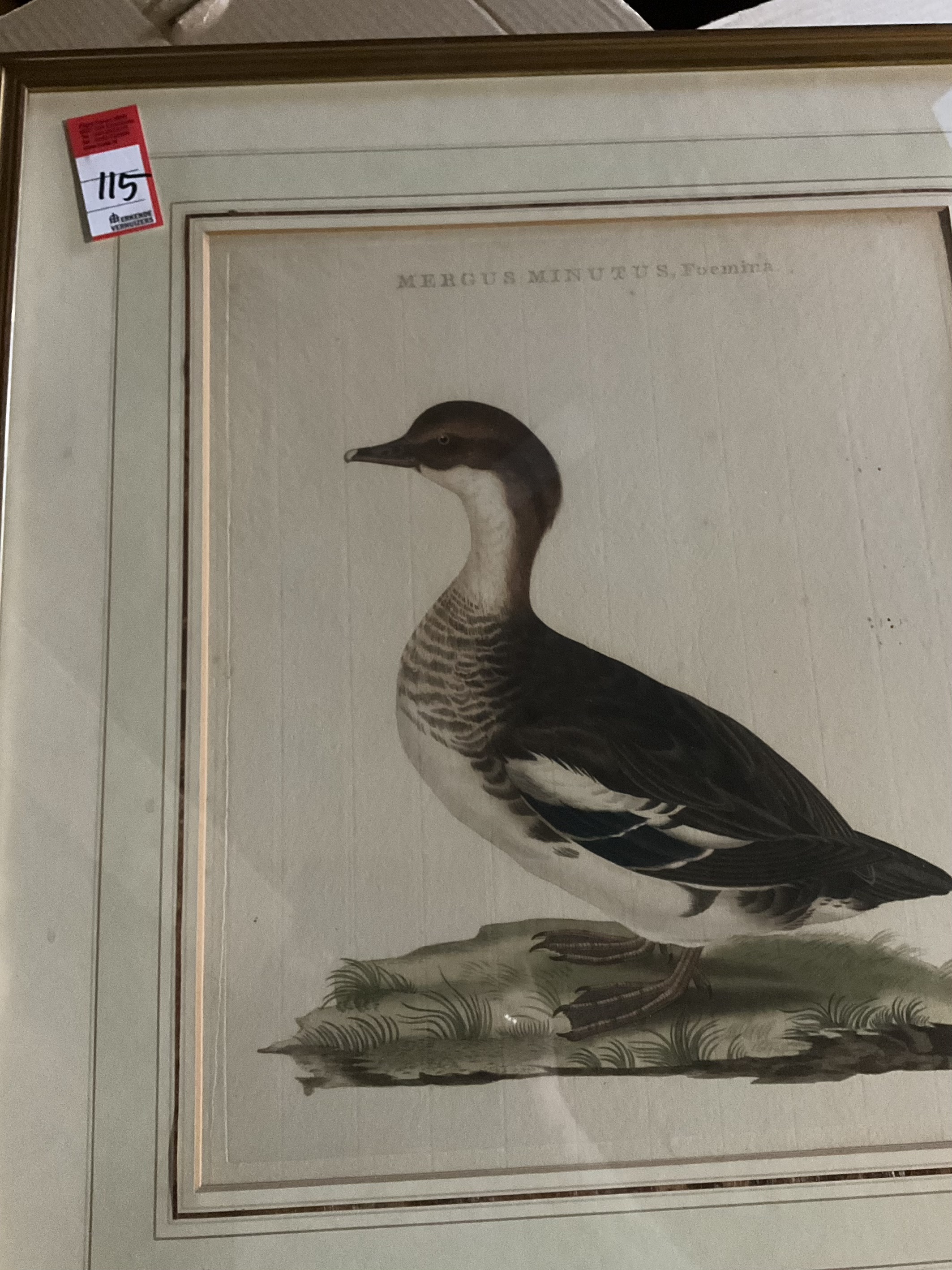 Sepp & Nozeman (18e eeuw) – Vrouwtjesnonnetje (Mergus Minutus, Foemina) uit ‘Nederlandsche Vogelen (6-2000-147)
