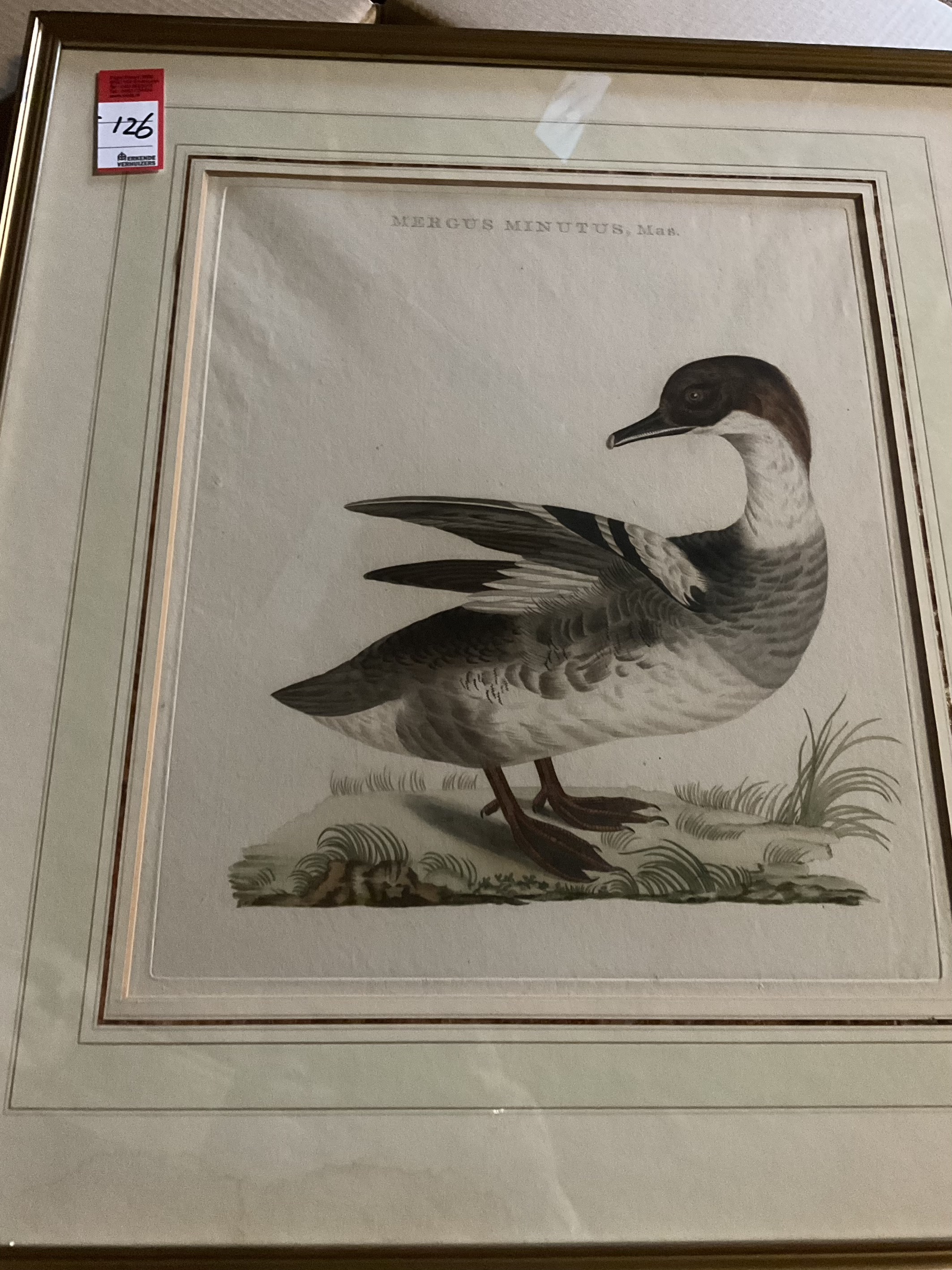 Sepp & Nozeman (18e eeuw) – Nonnetje (Mergus Minutus, Mas) uit ‘Nederlandsche Vogelen (6-2000-146)