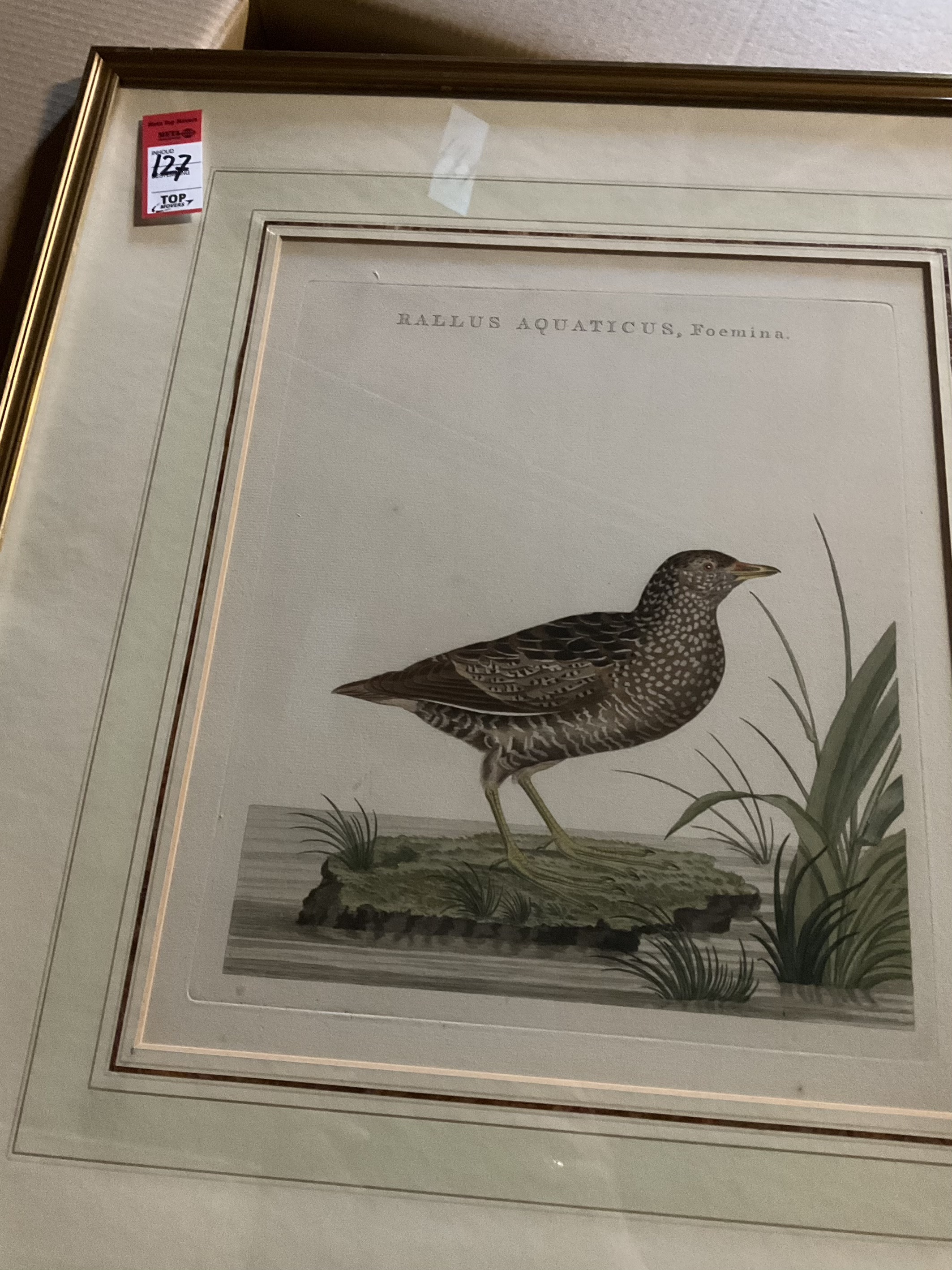 Sepp & Nozeman (18e eeuw) – Waterral (Rallus Aquaticus, Foemina) uit ‘Nederlandsche Vogelen (6-2000-151)