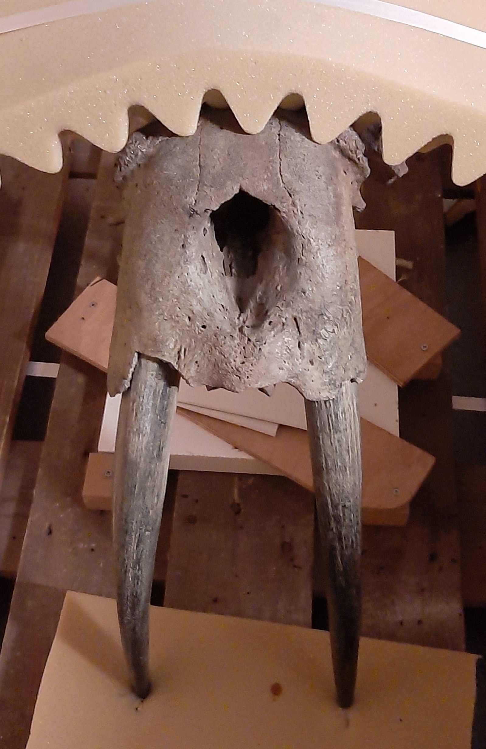 Geologische collectie AGM (UvA, Artis)